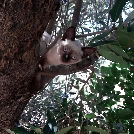 Sa Perda Lada ファームステイ *